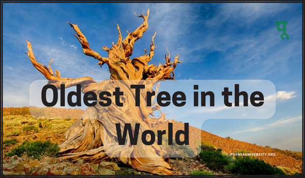 Oldest Tree in the World