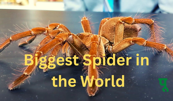 Biggest Spider in the World